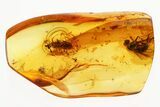 Fossil Beetle (Ptinidae) & Fly (Dolichopodidae) in Baltic Amber #300663-1